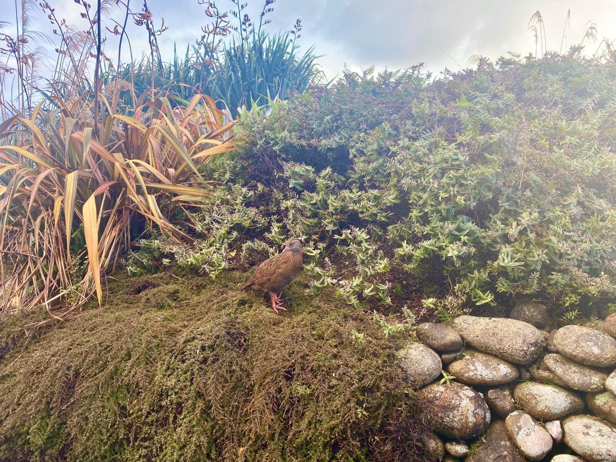 Wild Weka Eco - Off-grid 4wd Recommended Waimarie